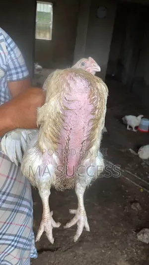Urgent:200 Fresh Live Broilers Chicken for Sale-2.5-3kg-Ikorodu