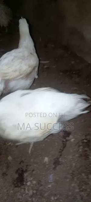 Urgent 200pec Live 2.5kg-3kg Broiler Chicken-8weeks Old -Ikorodu