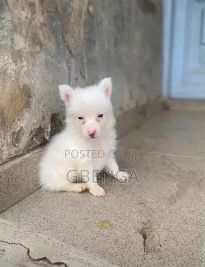 1-3 months Male Purebred American Eskimo