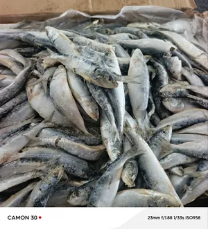 Sadines Fish