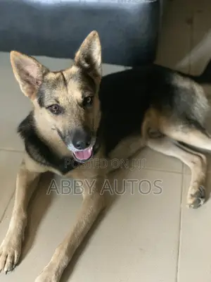 1+ year Male Purebred German Shepherd
