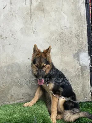 3-6 months Female Purebred German Shepherd