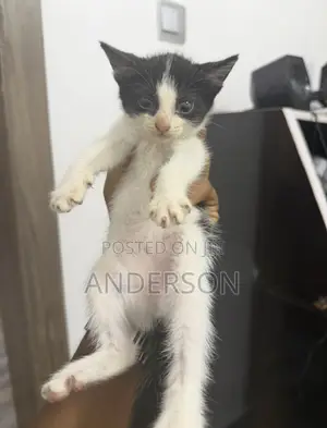 1-3 months Female Mixed Breed Cat