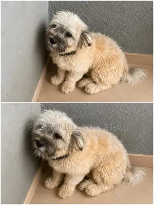 6-12 months Male Purebred Lhasa Apso