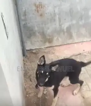 3-6 months Female Purebred German Shepherd