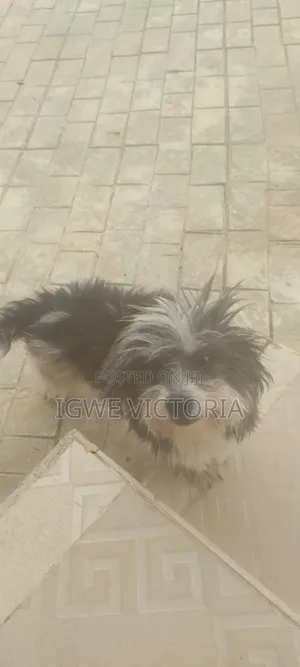 1+ year Female Mixed Breed Shih Tzu