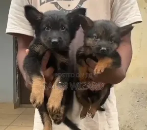 1-3 months Female Purebred German Shepherd