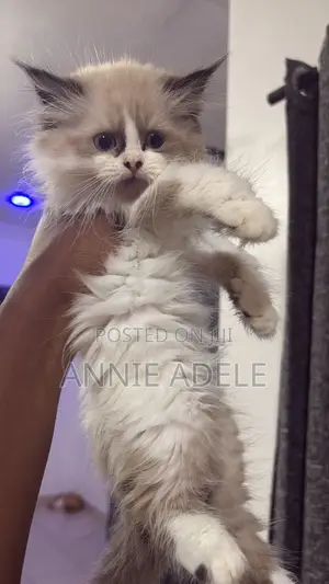 1-3 months Female Purebred Ragdoll