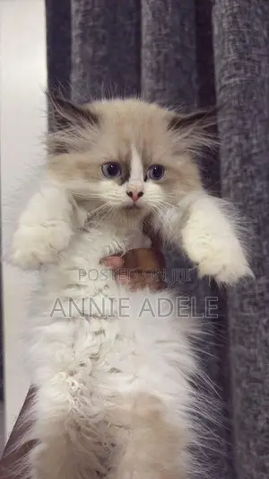 1-3 months Female Purebred Ragdoll