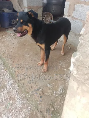 6-12 months Male Mixed Breed German Shepherd