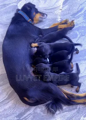 1-3 months Female Purebred Rottweiler
