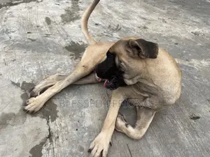 6-12 months Male Mixed Breed Boerboel