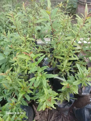 Pomegranate Seedlings