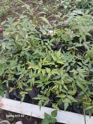Neem Seedlings