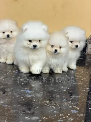 1-3 months Female Purebred Pomeranian