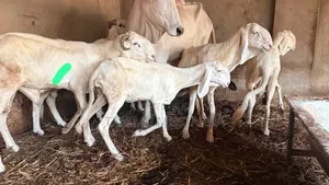 Balami Ram/Sheep