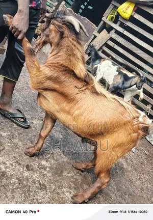 Life Native Goats at Affordable Price