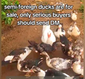 Ducks for Sale