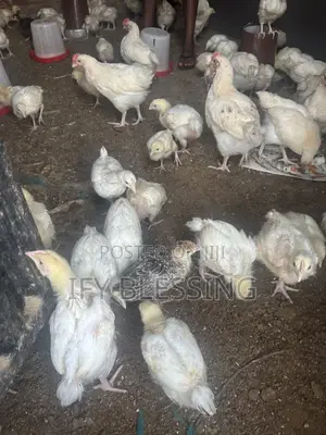 Broilers Chicken for Sell