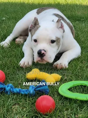 3-6 months Male Purebred American Bully