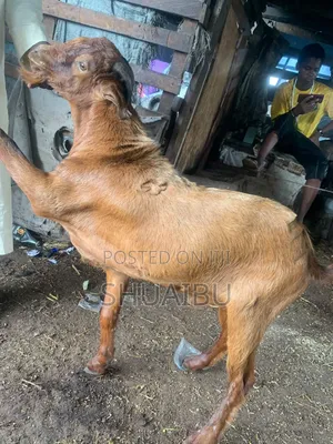 Life Goats Rams and Cows Cheap