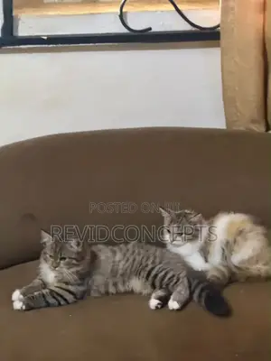 3-6 months Female Purebred Persian