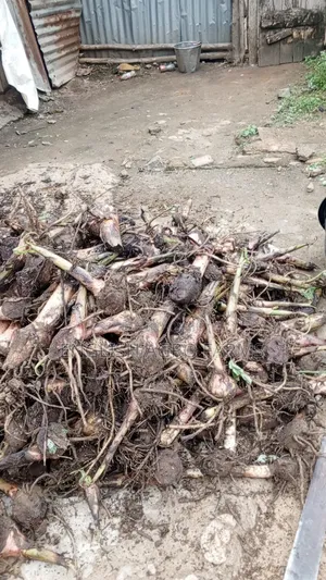 Hybrid Giant Plantain Suckers Available for Sale.