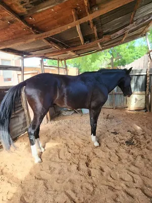 Male Standard Horse