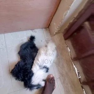 3-6 months Male Purebred Lhasa Apso