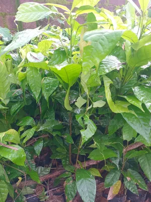 18 Months Hybrids Cocoa Seedlings