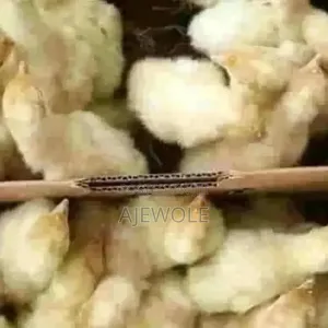 Ajewolefarmsltd