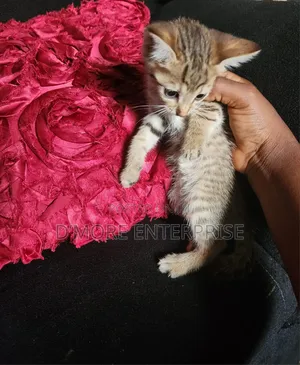 1-3 months Female Purebred American Shorthair