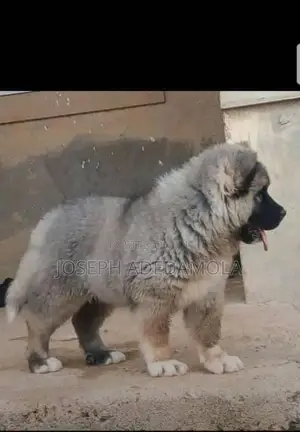 1-3 months Female Purebred German Shepherd