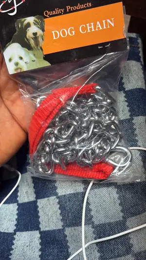 Dog Accessories