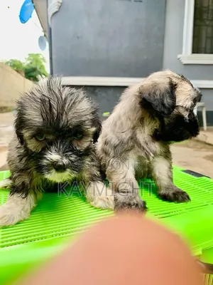 1-3 months Male Purebred Lhasa Apso
