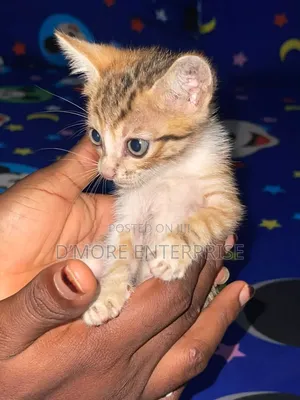 1-3 months Female Purebred American Shorthair