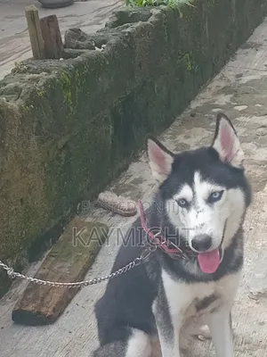 1+ year Male Purebred Siberian Husky