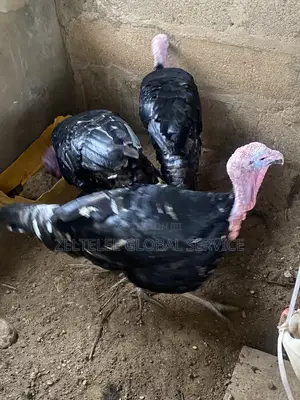 Matured and Healthy Turkey