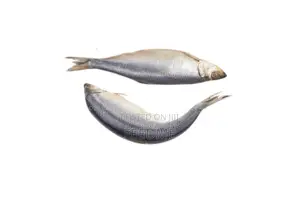 Shawa (Herring)