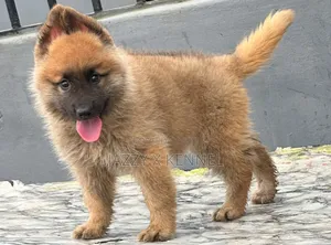 1-3 months Male Purebred German Shepherd