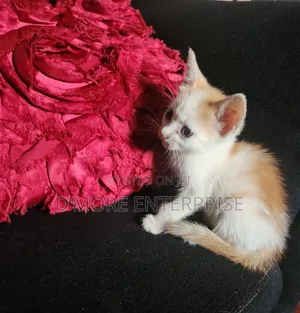1-3 months Female Purebred American Shorthair