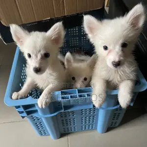 1-3 months Female Purebred American Eskimo