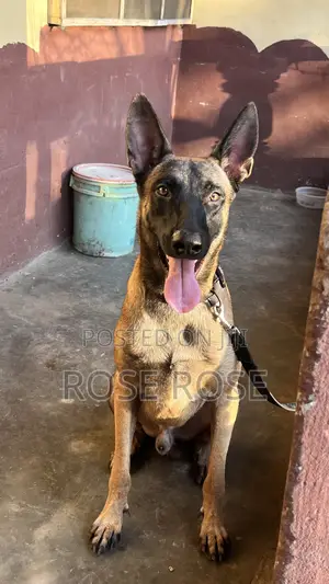 1+ year Male Purebred Belgian Malinois