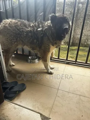 1+ year Male Purebred Caucasian Shepherd