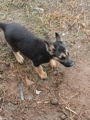 1-3 months Female Purebred German Shepherd