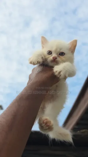 1-3 months Female Purebred Persian