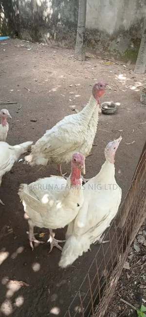 Foreign Turkey Available for Sale