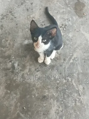 1-3 months Male Purebred American Shorthair