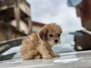 1-3 months Male Purebred Lhasa Apso