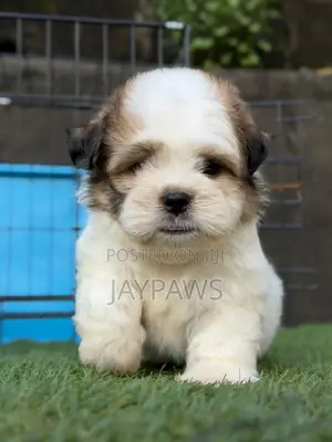 1-3 months Male Purebred Lhasa Apso
